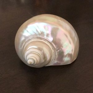 Beautiful decorative shell